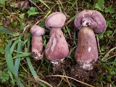 Tylopilus violatinctus