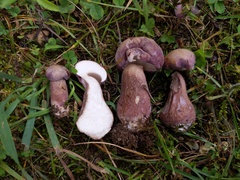Tylopilus violatinctus