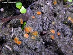 Cheilymenia coprinaria