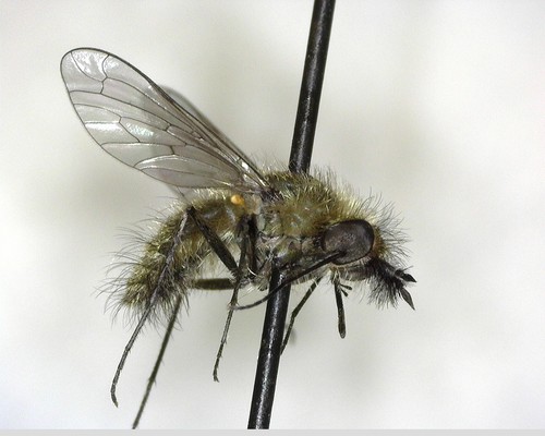 iNaturalist observation photo of Conophorus