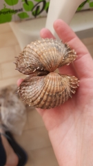 Acanthocardia aculeata