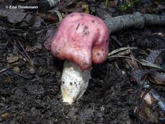Cortinarius lebre