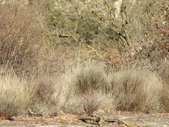 Brachypodium phoenicoides