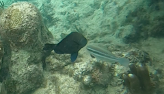 Hypoplectrus nigricans