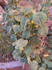 Abutilon leucopetalum