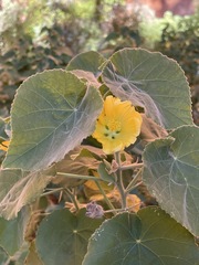 Abutilon leucopetalum
