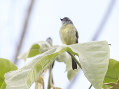 Phyllomyias griseiceps