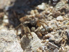 Aelurillus luctuosus