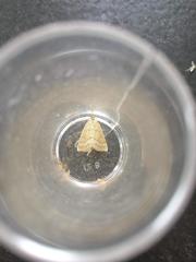 Psammotis pulveralis