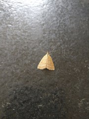 Psammotis pulveralis