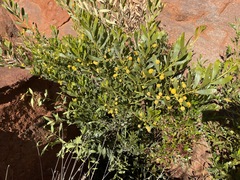Acacia melleodora