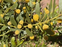 Acacia melleodora