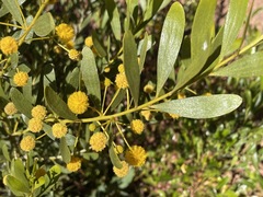 Acacia melleodora