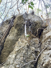 Philodendron warszewiczii