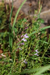 Hedeoma hyssopifolia