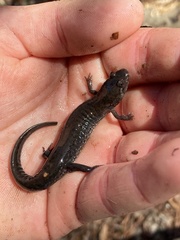 Desmognathus valtos