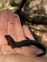Desmognathus valtos