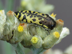Acmaeodera decipiens