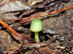 Entoloma necopinatum