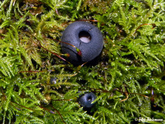 Galiella coffeata
