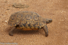 Kinixys belliana