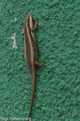 Trachylepis striata
