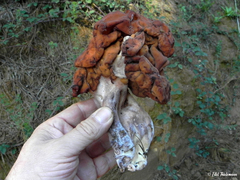 Gyromitra antarctica