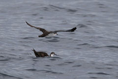 Puffinus subalaris