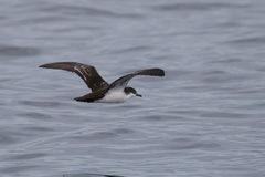 Puffinus subalaris
