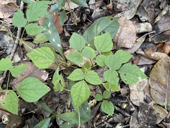 Rhynchosia swartzii