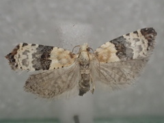 Authomaema pentacosma