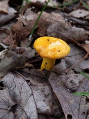 Cantharellus flavus