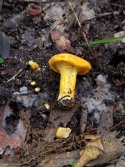 Cantharellus flavus