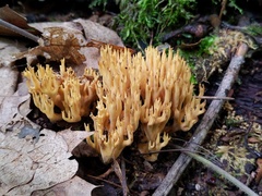 Phaeoclavulina eumorpha