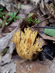Phaeoclavulina eumorpha