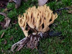 Phaeoclavulina eumorpha