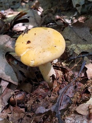 Cantharellus phasmatis