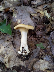 Cantharellus phasmatis