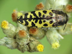 Acmaeodera decipiens