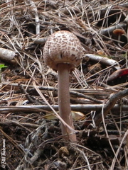 Macrolepiota bonaerensis