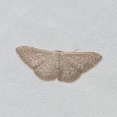 Idaea eretmopus