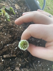 Trifolium repens image
