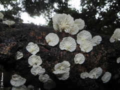 Marasmiellus alliiodorus