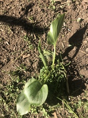 Zantedeschia aethiopica