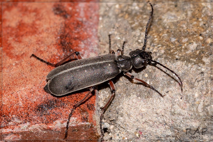 Epicauta geniculata