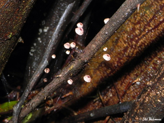 Marasmius bulliardii