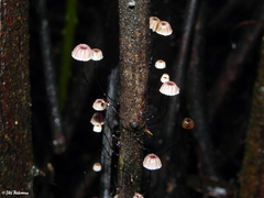 Marasmius bulliardii