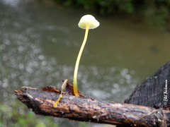 Mycena chusqueophila
