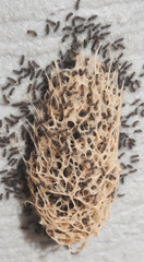 Paracles phaeocera