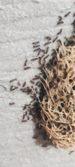 Paracles phaeocera